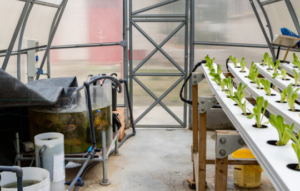 Constructing a Self-Sustaining Aquaponics System